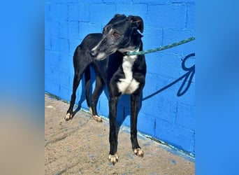 KATA die feine Galga