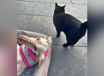 FRAMBUESA  in  74229 Degmarn