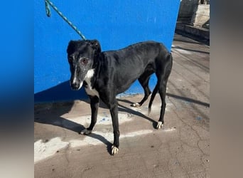 KATA die feine Galga