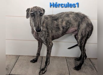 Hércules1 geb. 12/2021 (in Deutschland) - zärtlicher, ruhiger und sensibler Galgo!