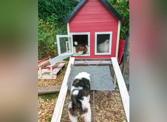 Geschenk unter 25 Euro - Welpe entspannt erziehen mit dem Buch Wege zum Familienhund