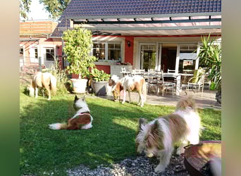 Geschenk unter 25 Euro - Welpe entspannt erziehen mit dem Buch Wege zum Familienhund