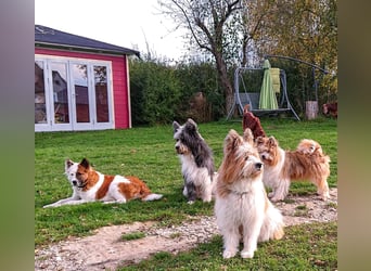 Geschenk unter 25 Euro - Welpe entspannt erziehen mit dem Buch Wege zum Familienhund