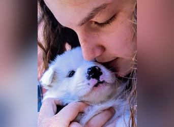 Geschenk unter 25 Euro - Welpe entspannt erziehen mit dem Buch Wege zum Familienhund