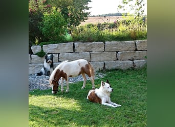 Geschenk unter 25 Euro - Welpe entspannt erziehen mit dem Buch Wege zum Familienhund