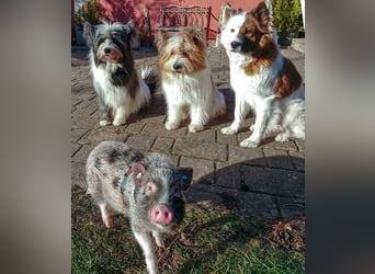 Geschenk unter 25 Euro - Welpe entspannt erziehen mit dem Buch Wege zum Familienhund