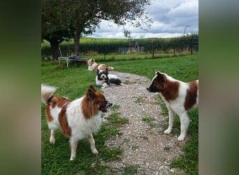 Geschenk unter 25 Euro - Welpe entspannt erziehen mit dem Buch Wege zum Familienhund