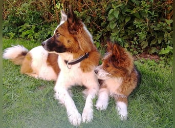 Geschenk unter 25 Euro - Welpe entspannt erziehen mit dem Buch Wege zum Familienhund