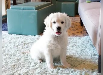 Golden retriever  Hündin – geimpft, entwurmt, gechipt, mit EU-Heimtierausweis