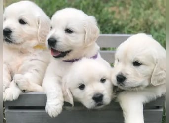 Golden retriever  Hündin – geimpft, entwurmt, gechipt, mit EU-Heimtierausweis