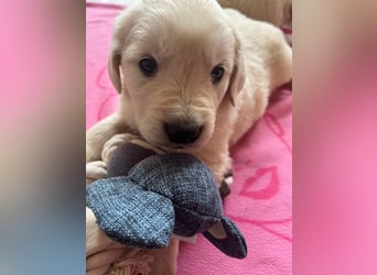 Golden Retriever Welpen abzugeben