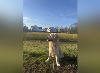 Golden Retriever Deckrüde mit Ahnentafel