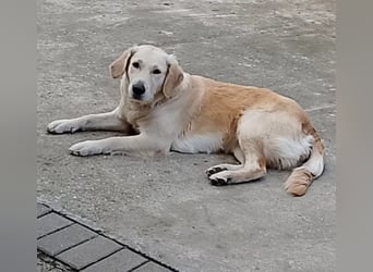 Molly, süße Hundedame möchte  nochmal durchstarten