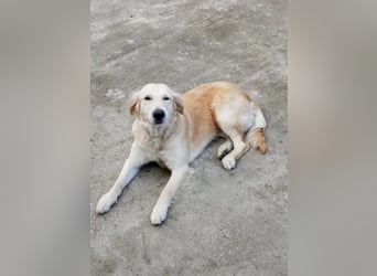 Molly, süße Hundedame möchte  nochmal durchstarten