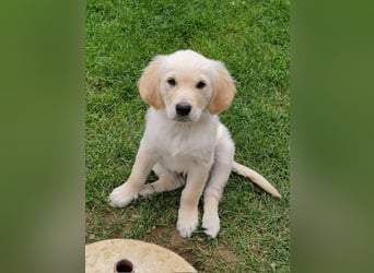 Golden Retriever Deckrüde
