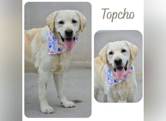 Topcho