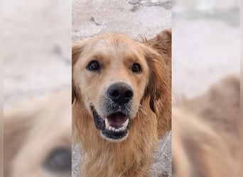 Merlin, ein traumhafter Golden Retriever im besten Alter