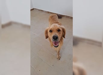 Merlin, ein traumhafter Golden Retriever im besten Alter