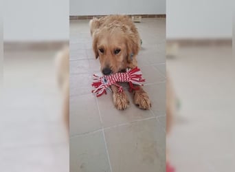 Merlin, ein traumhafter Golden Retriever im besten Alter
