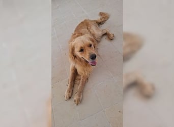Merlin, ein traumhafter Golden Retriever im besten Alter
