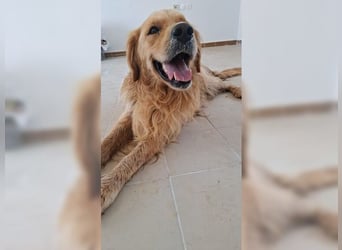 Merlin, ein traumhafter Golden Retriever im besten Alter