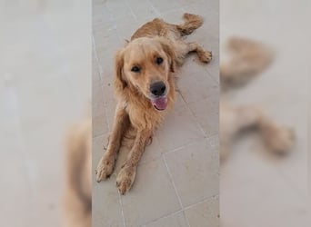 Merlin, ein traumhafter Golden Retriever im besten Alter