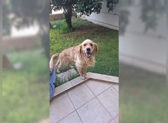 Merlin, ein traumhafter Golden Retriever im besten Alter