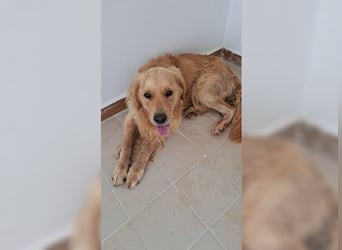 Merlin, ein traumhafter Golden Retriever im besten Alter