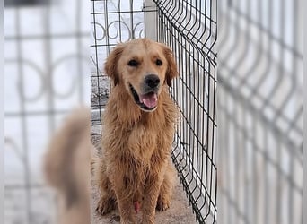 Merlin, ein traumhafter Golden Retriever im besten Alter
