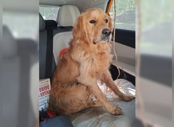 Merlin, ein traumhafter Golden Retriever im besten Alter