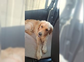 Merlin, ein traumhafter Golden Retriever im besten Alter