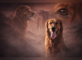 Dark Golden Retriever Welpen aus Championverpaarung