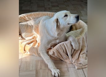 Alma - sanfte Seele sucht Zuhause!