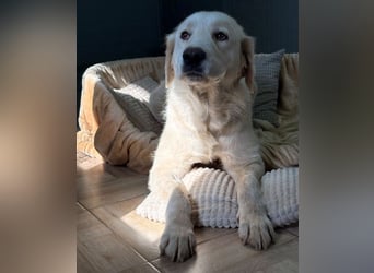 Alma - sanfte Seele sucht Zuhause!