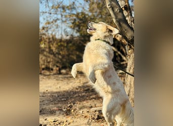 Jeck - ein wunderschöner, lieber Labrador - Retriever - Mischling sucht sein Für -immer -Zuhause