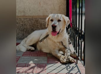 Jeck - ein wunderschöner, lieber Labrador - Retriever - Mischling sucht sein Für -immer -Zuhause