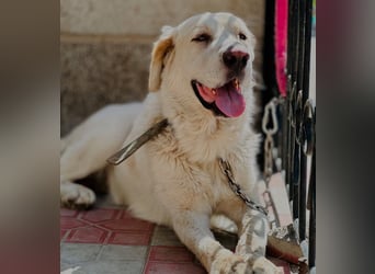 Jeck - ein wunderschöner, lieber Labrador - Retriever - Mischling sucht sein Für -immer -Zuhause