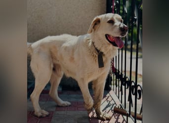 Jeck - ein wunderschöner, lieber Labrador - Retriever - Mischling sucht sein Für -immer -Zuhause