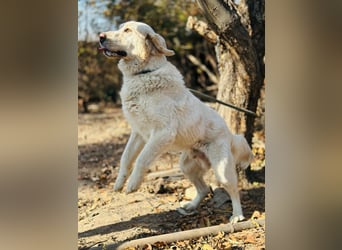Jeck - ein wunderschöner, lieber Labrador - Retriever - Mischling sucht sein Für -immer -Zuhause