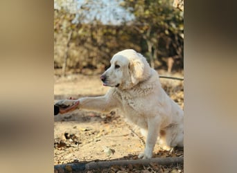 Jeck - ein wunderschöner, lieber Labrador - Retriever - Mischling sucht sein Für -immer -Zuhause