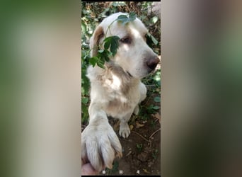 Jeck - ein wunderschöner, lieber Labrador - Retriever - Mischling sucht sein Für -immer -Zuhause