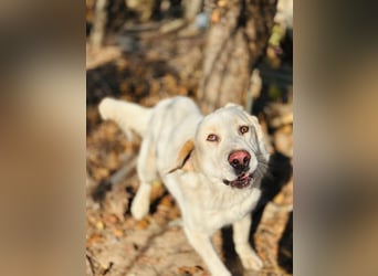 Jeck - ein wunderschöner, lieber Labrador - Retriever - Mischling sucht sein Für -immer -Zuhause