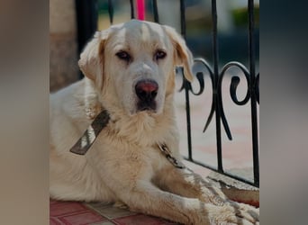 Jeck - ein wunderschöner, lieber Labrador - Retriever - Mischling sucht sein Für -immer -Zuhause