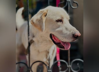 Jeck - ein wunderschöner, lieber Labrador - Retriever - Mischling sucht sein Für -immer -Zuhause