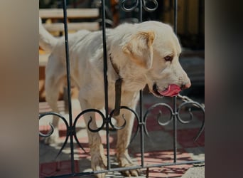 Jeck - ein wunderschöner, lieber Labrador - Retriever - Mischling sucht sein Für -immer -Zuhause