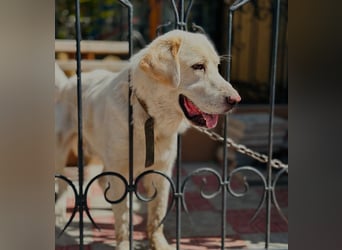Jeck - ein wunderschöner, lieber Labrador - Retriever - Mischling sucht sein Für -immer -Zuhause