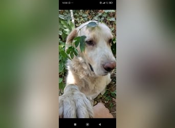 Jeck - ein wunderschöner, lieber Labrador - Retriever - Mischling sucht sein Für -immer -Zuhause