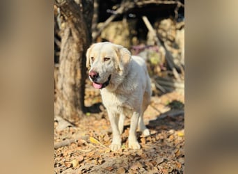 Jeck - ein wunderschöner, lieber Labrador - Retriever - Mischling sucht sein Für -immer -Zuhause