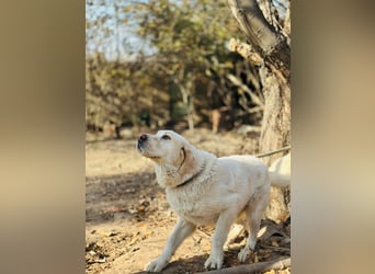Jeck - ein wunderschöner, lieber Labrador - Retriever - Mischling sucht sein Für -immer -Zuhause