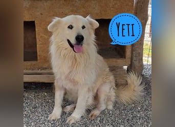 Yeti ein absoluter Schatz